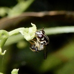 Graptomyza brevirostris