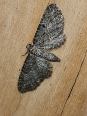 Eupithecia denotata