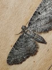 Eupithecia denotata