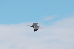 Larus fuscus