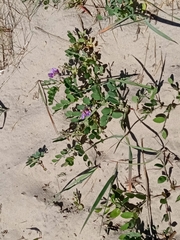 Lathyrus japonicus maritimus