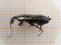 Loboptera canariensis