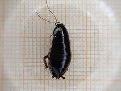 Loboptera canariensis