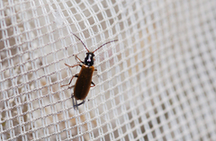 Rhagonycha nigriventris