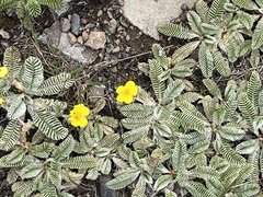 Argentina tugitakensis