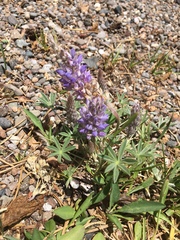 Lupinus breweri