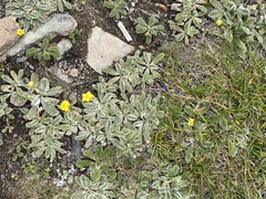Argentina tugitakensis