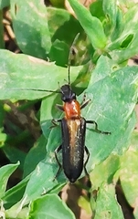 Anogcodes rufiventris