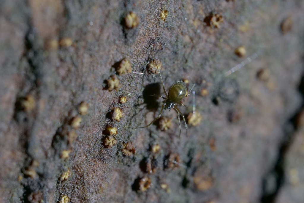 Pimoa reniformis