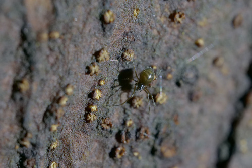 Pimoa reniformis · iNaturalist