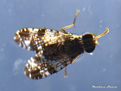 Tephritis vespertina