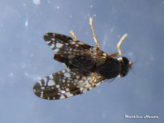 Tephritis vespertina