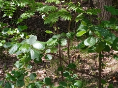 Alnus glutinosa