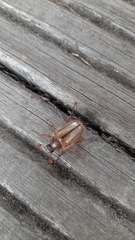 Amphimallon solstitiale