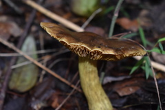 Cortinarius nahuelbutensis