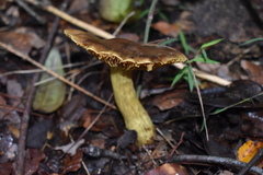Cortinarius nahuelbutensis