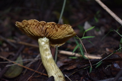 Cortinarius nahuelbutensis