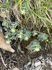 Phedimus subcapitatum
