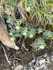 Phedimus subcapitatum