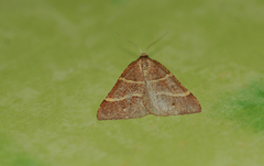 Perigune narbonea