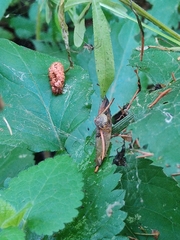 Trochulus striolatus