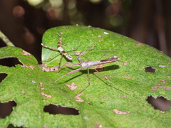 Endochus albomaculatus