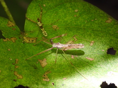 Endochus albomaculatus