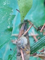 Trochulus striolatus