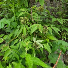 Sambucus sibirica