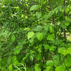 Alnus incana