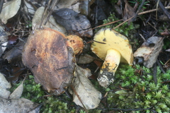 Boletus leptospermi