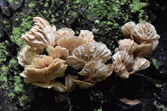 Marasmiellus alliiodorus