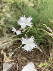 Dianthus spiculifolius