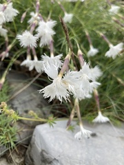 Dianthus spiculifolius
