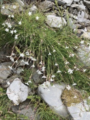 Dianthus spiculifolius