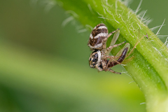 Salticus scenicus