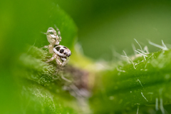 Salticus scenicus