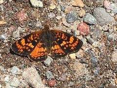 Phyciodes orseis