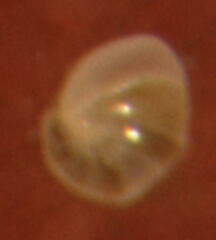Nonionellina
