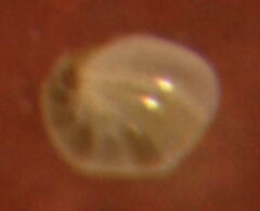 Nonionellina