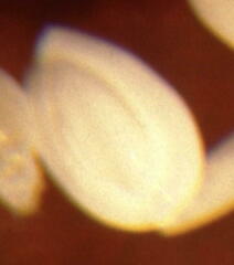Quinqueloculina seminulum