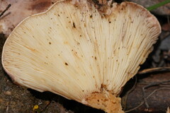 Leucopaxillus eucalyptorum