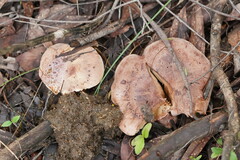 Leucopaxillus eucalyptorum