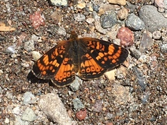 Phyciodes orseis