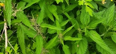 Urtica dioica