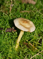 Cortinarius memoria-annae