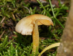 Cortinarius memoria-annae