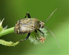 Polymerus nigrita