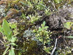 Sagina procumbens