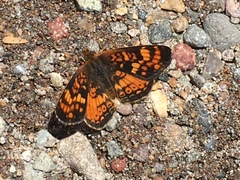 Phyciodes orseis